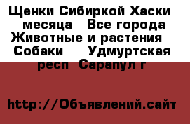 Щенки Сибиркой Хаски 2 месяца - Все города Животные и растения » Собаки   . Удмуртская респ.,Сарапул г.